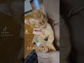 ともくんのリハビリ