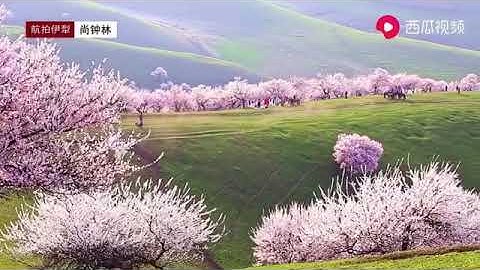 Thảo nguyên y lý tân cương