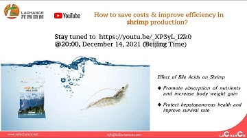 How to save costs & improve efficiency in shrimp production?