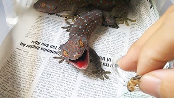 Bí quyết thuần phục tắc kè (how to tame a gecko)