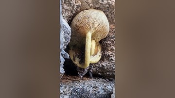 الشيخ خالد جليل سورة الفرقان وتوكل على الحي الذي لا يموت