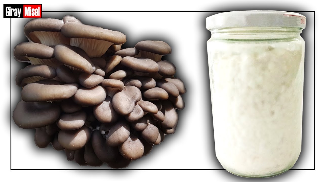 Выращивание вешенки Подготовка зерна икры с помощью жидкой культуры, часть 2