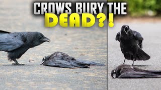 Crow Hold Funerals For Their Dead - Quran Miracle (Story Of Cain & Abel)