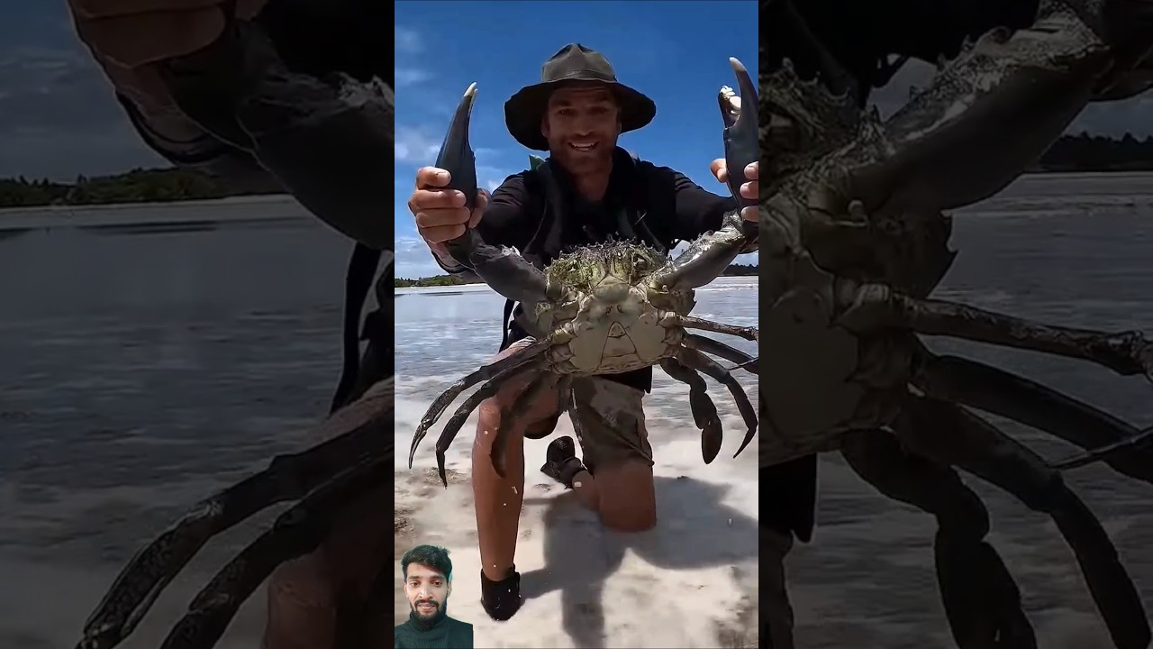 Big monstar crab