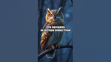 Owl Head Spin Secrets! 🦉
