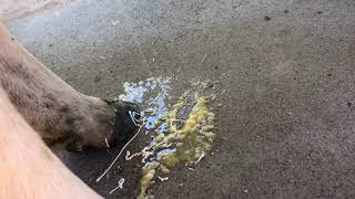 Treating Cows With Mastitis After Drying Off