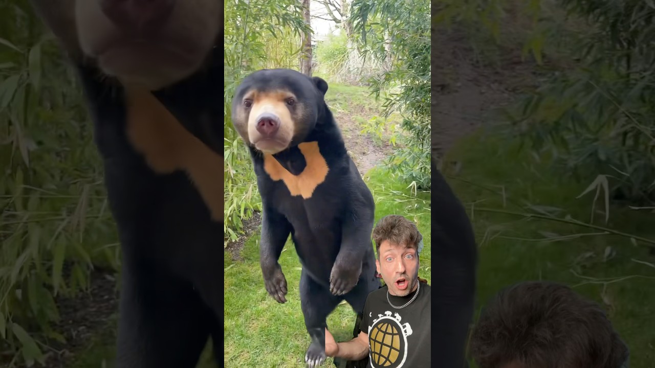 Не спите на солнечном медведе