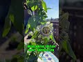 Blaue Passionsblume - Standort und Pflege #plants #garten