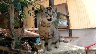 野良猫に占拠された家には可愛過ぎる門番いた