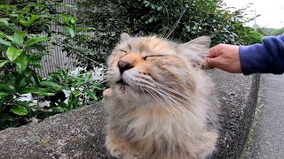 塀の上にいたフワフワ長毛の野良猫をナデナデする