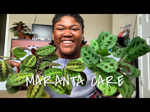 How to care for Maranta Prayer Plant Indoors! | Planting The World Red