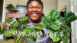 How to care for Maranta Prayer Plant Indoors! | Planting The World Red