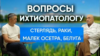видео: Подойдет ли стерлядь для разведения в домашнем пруду? Можно ли отправить мальков осетра в Африку? картинка: Подойдет ли стерлядь для разведения в домашнем пруду? Можно ли отправить мальков осетра в Африку?