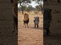 Lion and warthog dance with music #funny #wildlife #animalcomedy