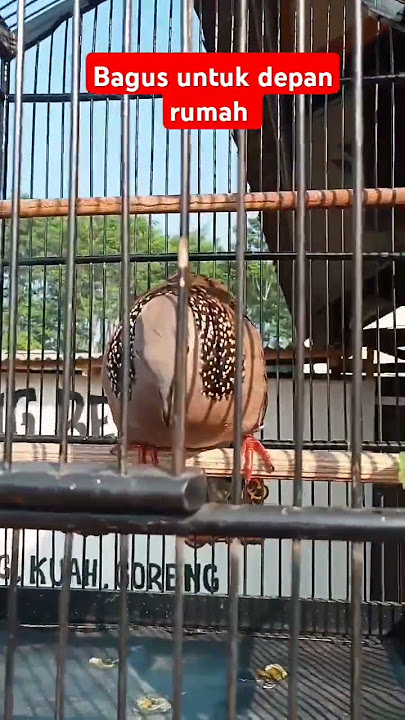 gacor dipagi hari #fypyoutube #tekukurliar #tekukursultan