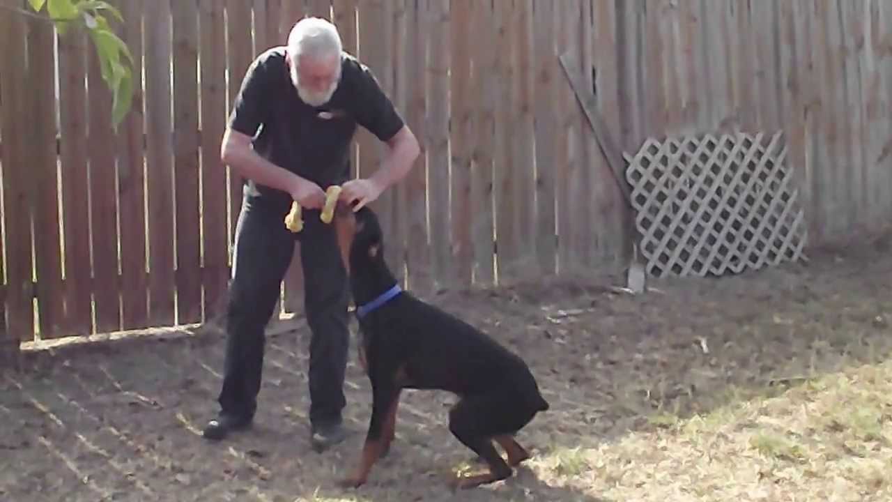 camera iphone 8 plus apk Tripper with a rope and chasing the ball