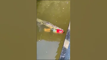 Bata Kinain Ng Buwaya Sa Costa Rica Nakakagulat Na Pangyayari Crocodile Shorts Subscribe 