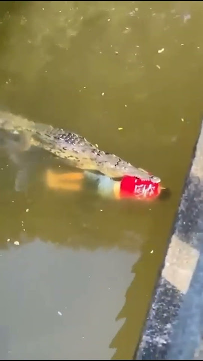 Bata Kinain ng Buwaya sa Costa Rica | Nakakagulat na Pangyayari! #crocodile #shorts #subscribe