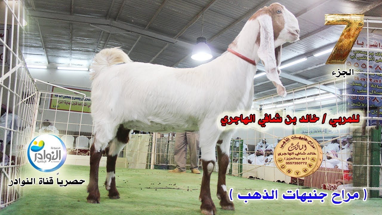 البيعة الخاصة للمالك/خالد بن شافي الهاجري(( صاحب مراح جنيهات الذهب))7