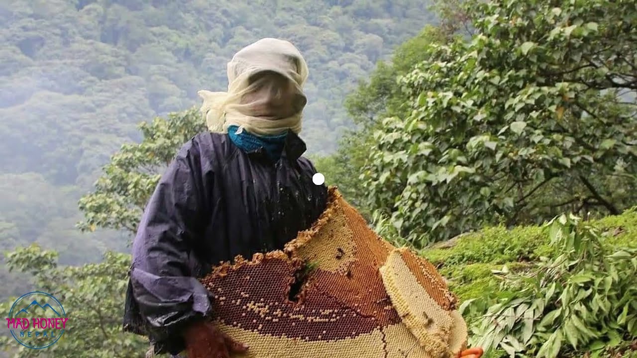 Journey Into The World Of Mad Honey From Nepal