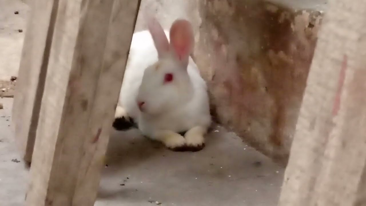 why rabbit body vibration at home