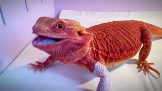 Bearded Dragon feed on Cockroachs