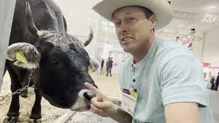 Cow Speed Dating in Germany #Eurotier