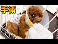 手術をしてきました。【トイプードル】【ティーカッププードル】
