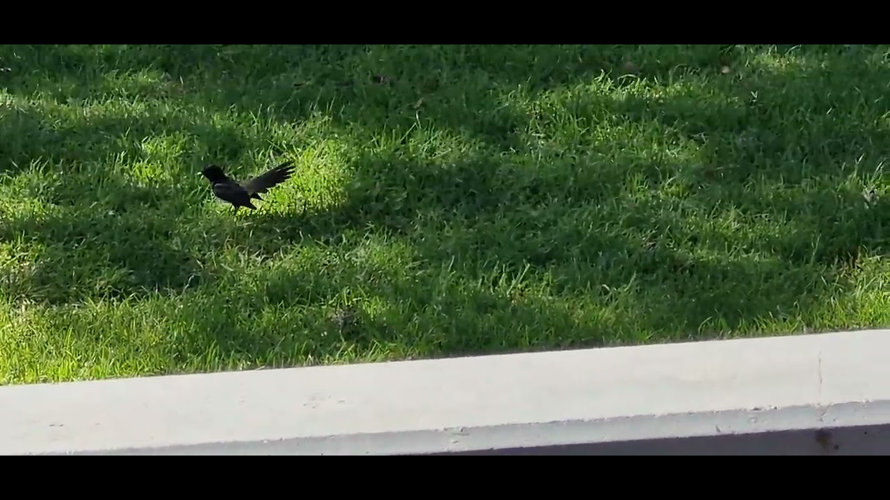 25-10-24 Finch flying + running on the grass