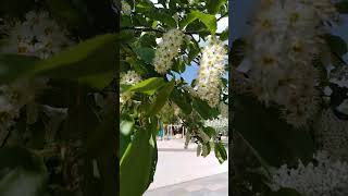 Зацвела черемуха. The bird cherry tree has blossomed.