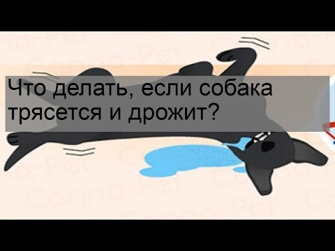 Что делать, если собака трясется и дрожит?