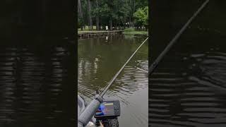 guntersville largemouth on chatterbait #lakeguntersville #kayakbassfishing #largemouthbassfishing