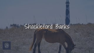 Shackleford Banks - Wild Horses on North Carolina's Coast
