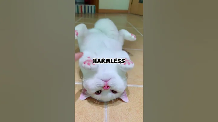 Video 7213211: bombay cat, meet bombay, cat funny pets