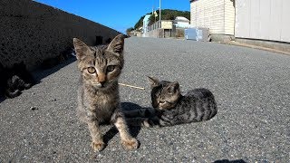 【猫島】とても可愛らしい子猫達、たくさん集まると・・・