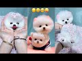 Tik Tok Chó Phốc Sóc Mini 😍 Funny and Cute Pomeranian #327