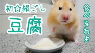 初めて豆腐を食べるハムスター！部屋んぽ中のトコトコ・モグモグが可愛い