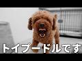 【異例】2年経っても牙を剥く保護犬…トイプードルが"たった一人"にだけ心を許した理由