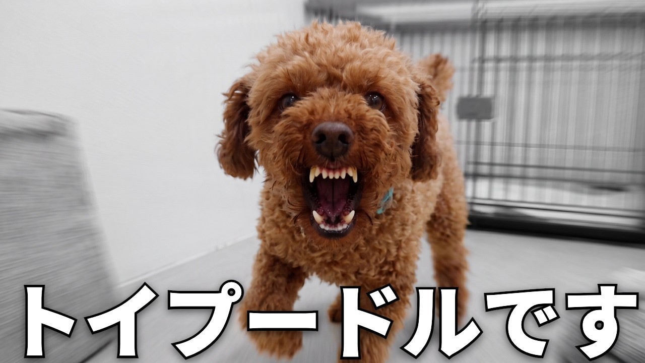 【異例】2年経っても牙を剥く保護犬…トイプードルが"たった一人"にだけ心を許した理由