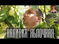 Яблочная наливка. Золотой фонд