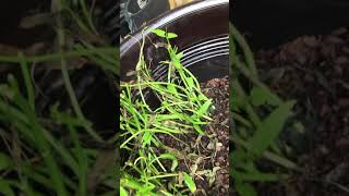 How to grow water spinach from stems