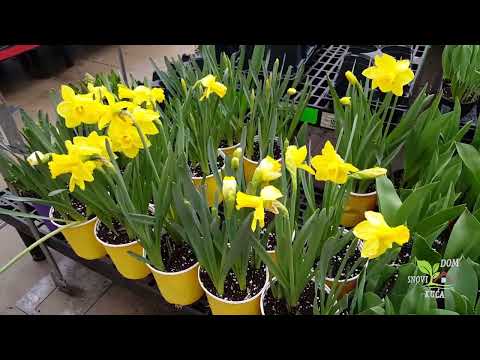Video: Njega narcisa - sadnja narcisa u vrtu