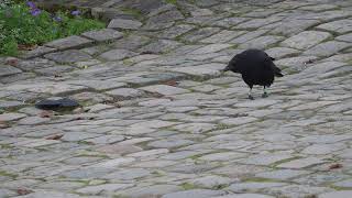 Crow funeral (... for a napkin)