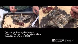 Bird Specimen Preparation, Part 4