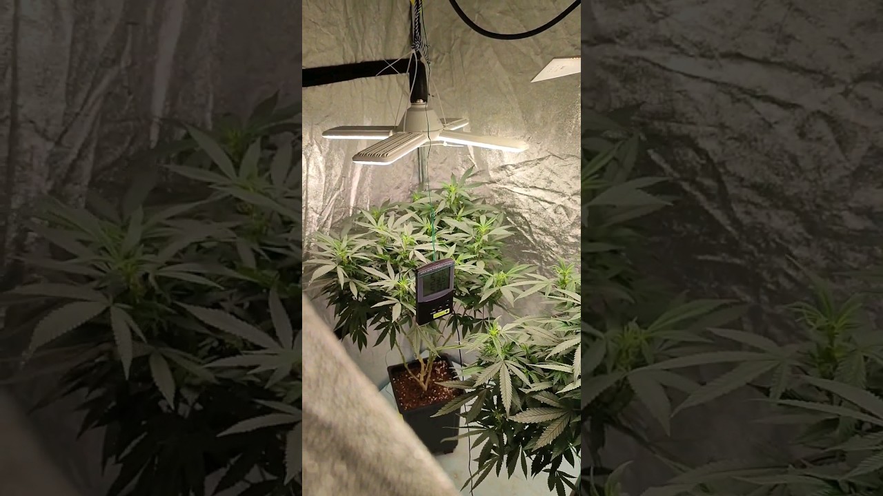 Primera semana de floración en mi 4° cultivo interior. Día a día en mi Instagram 