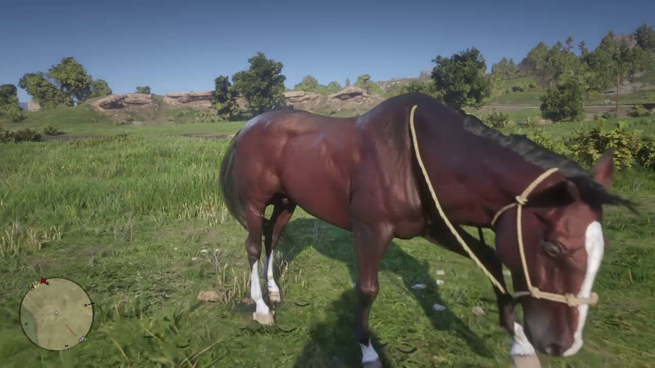 Red Dead Redemption 2 (Wild) Blood Bay Thoroughbred YouTube