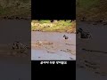 강을 거슬러 올라가다 악어를 만난 얼룩말의 운명 강을 거슬러 올라가다 악어를 만난 얼룩말의 운명