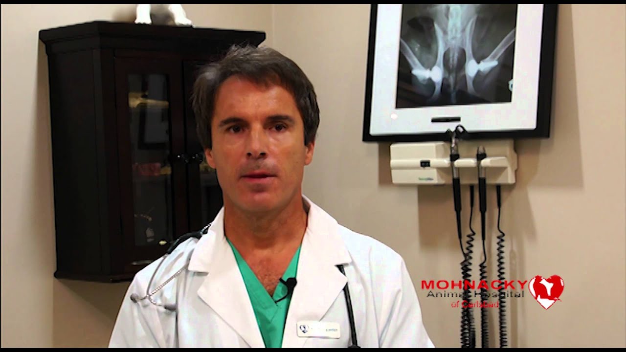 Total Hip Replacement in dogs | Mohnacky Animal Hospital Carlsbad, CA