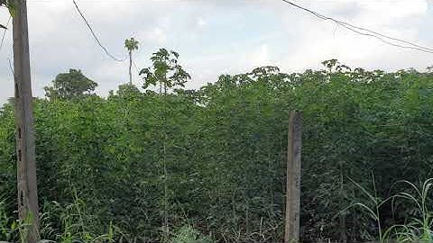 NVT1148 Mặt đường nhựa dài, dt 5000m2 khu dân cư xã Hòa Hiệp, Xuyên Mộc