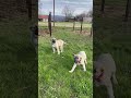 Tank ve Tanker  #kangal #köpek #dog #malaklı #anadoluçobanköpeği #anatolianshepherddog #alabai